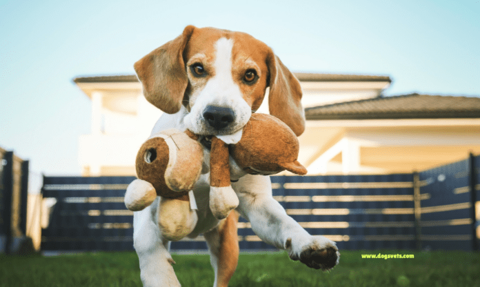 Hundeverhalten verstehen: Hundekörpersprache