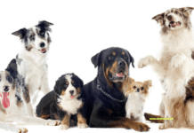 The Benefits of Hydrotherapy for Dogs with Joint Issues The Benefits of Hydrotherapy for Dogs with Joint Issues