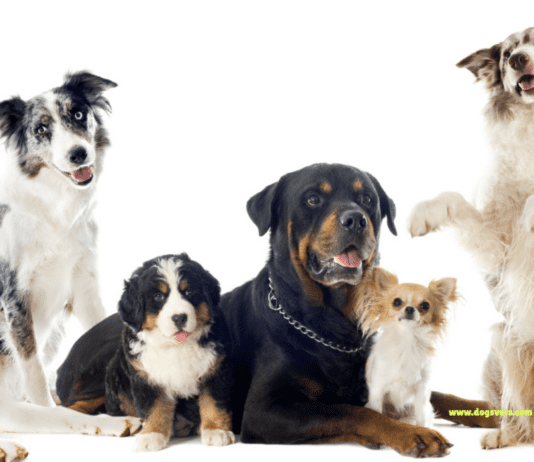 The Benefits of Hydrotherapy for Dogs with Joint Issues The Benefits of Hydrotherapy for Dogs with Joint Issues