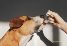 Essential Oils for Dogs: Safety, Uses, and Benefits Essential Oils for Dogs: Safety, Uses, and Benefits