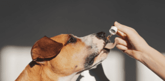 Essential Oils for Dogs: Safety, Uses, and Benefits Essential Oils for Dogs: Safety, Uses, and Benefits