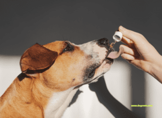 Essential Oils for Dogs: Safety, Uses, and Benefits Essential Oils for Dogs: Safety, Uses, and Benefits