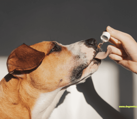 Essential Oils for Dogs: Safety, Uses, and Benefits Essential Oils for Dogs: Safety, Uses, and Benefits