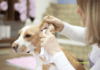 Tips for Dog Owners to Prevent and Treat Canine Ear Infections