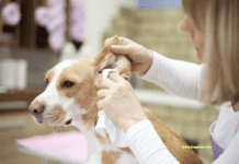 Tips for Dog Owners to Prevent and Treat Canine Ear Infections Tips for Dog Owners to Prevent and Treat Canine Ear Infections