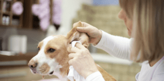 Tips for Dog Owners to Prevent and Treat Canine Ear Infections Tips for Dog Owners to Prevent and Treat Canine Ear Infections