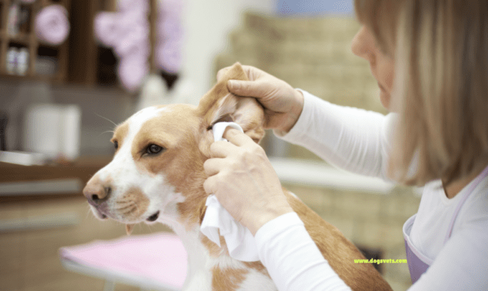 Padomi suņu īpašniekiem, kā novērst un ārstēt suņu ausu infekcijas