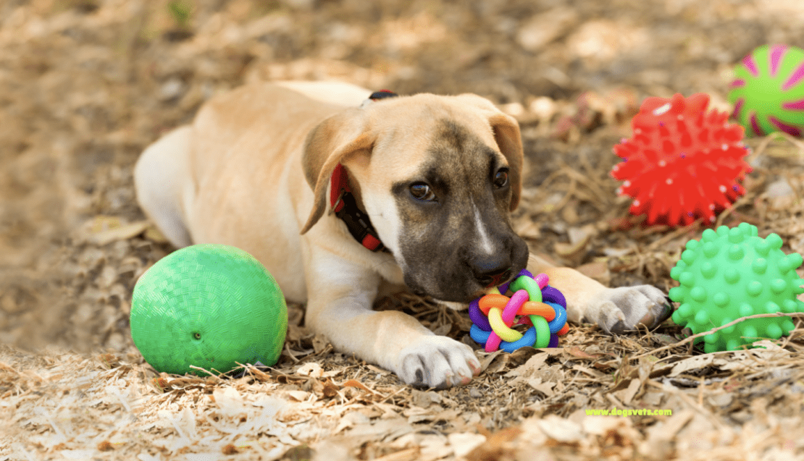 Best Age-Appropriate Toys for Puppies