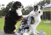 The Art of Grooming: Techniques for Keeping Your German shepherd Hair under Control The Art of Grooming: Techniques for Keeping Your German shepherd Hair under Control