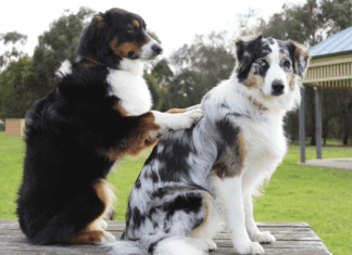 The Art of Grooming: Techniques for Keeping Your German shepherd Hair under Control The Art of Grooming: Techniques for Keeping Your German shepherd Hair under Control