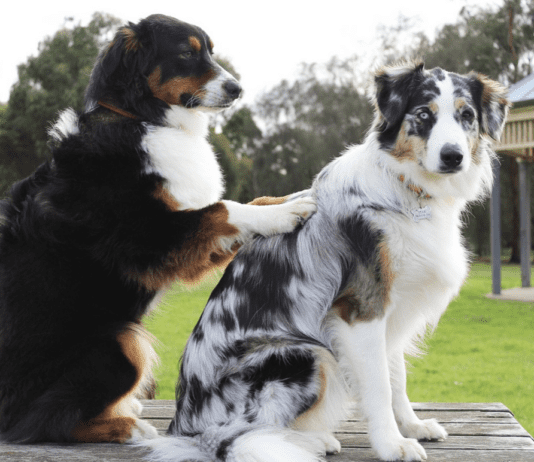 The Art of Grooming: Techniques for Keeping Your German shepherd Hair under Control The Art of Grooming: Techniques for Keeping Your German shepherd Hair under Control
