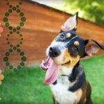 What Are the Advantages of Dog DNA Test Kits?