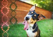 What Are the Advantages of Dog DNA Test Kits? What Are the Advantages of Dog DNA Test Kits?