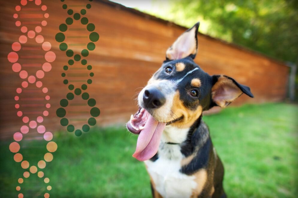 What Are the Advantages of Dog DNA Test Kits?