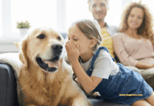 The Secret Language of Dogs: How to Understand Your Furry Friend The Secret Language of Dogs: How to Understand Your Furry Friend's Signals