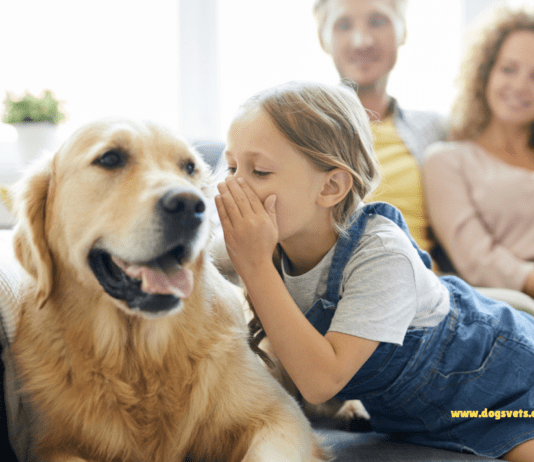 The Secret Language of Dogs: How to Understand Your Furry Friend The Secret Language of Dogs: How to Understand Your Furry Friend's Signals