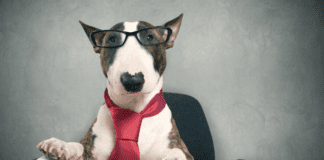 Mind-Blowing Dog Facts That Will Shock You! Mind-Blowing Dog Facts That Will Shock You!