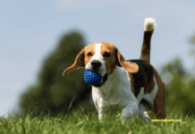 What Are Spring Hazards for Dogs? Everything You Need to Know What Are Spring Hazards for Dogs? Everything You Need to Know