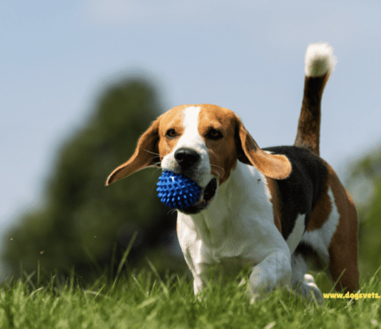 What Are Spring Hazards for Dogs? Everything You Need to Know What Are Spring Hazards for Dogs? Everything You Need to Know