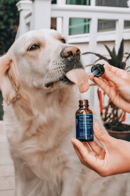 CBD Starting Dose for Your Furry Friends