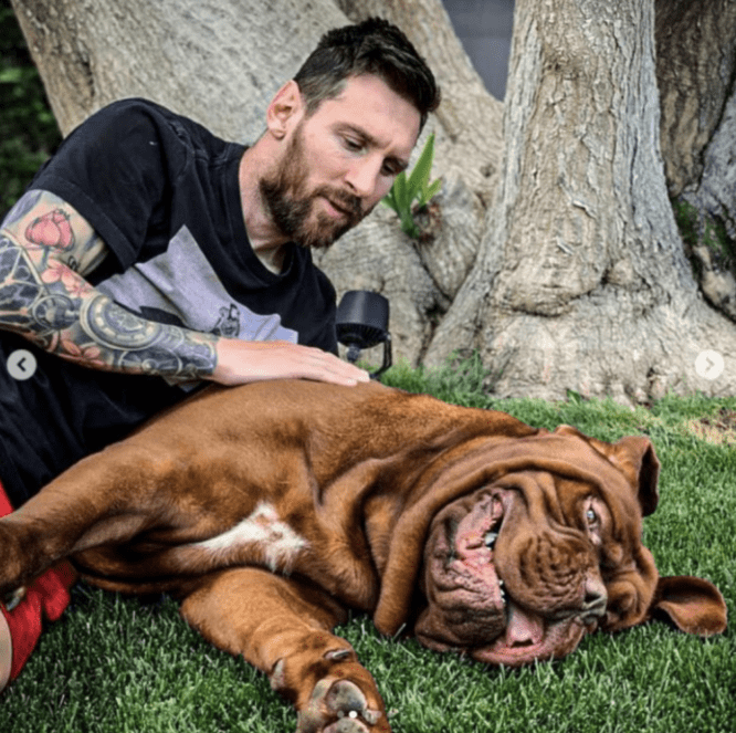Messi's Hulk Dog