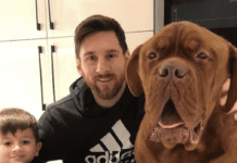 Messi’s Hulk Dog: A Special Breed of Endangered Pet Messi's Hulk Dog: A Special Breed of Endangered Pet