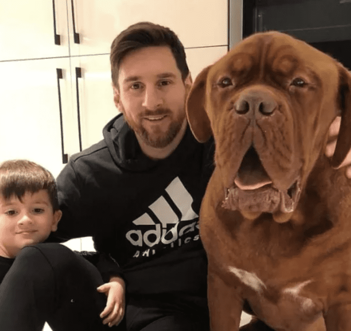 Messi's Hulk Dog: A Special Breed of Endangered Pet