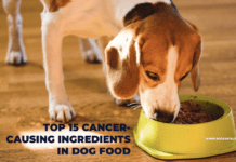 Top 15 Cancer-Causing Ingredients in Dog Food Top 15 Cancer-Causing Ingredients in Dog Food