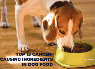 Top 15 Cancer-Causing Ingredients in Dog Food Top 15 Cancer-Causing Ingredients in Dog Food