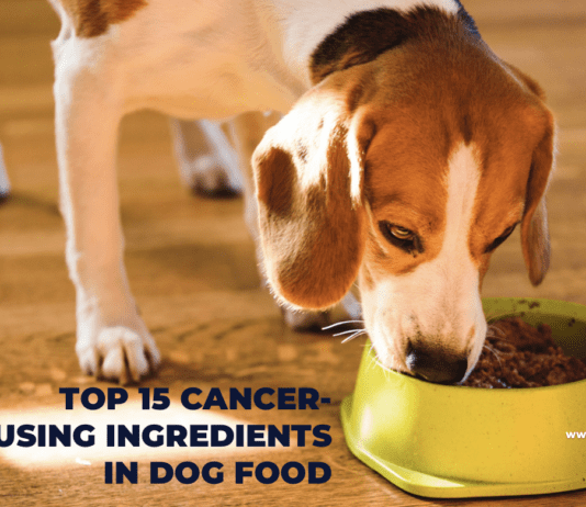 Top 15 Cancer-Causing Ingredients in Dog Food Top 15 Cancer-Causing Ingredients in Dog Food
