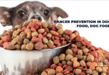 Ultimate Guide to Cancer Prevention in Dog Food Ultimate Guide to Cancer Prevention in Dog Food
