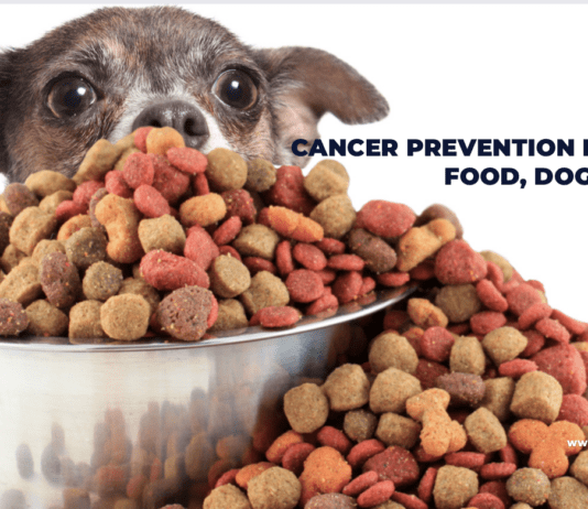 Ultimate Guide to Cancer Prevention in Dog Food Ultimate Guide to Cancer Prevention in Dog Food