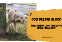 Dog Peeing Blood But Acting Normal: Treatment and Home Remedies Dog Peeing Blood But Acting Normal: Treatment and Effective Home Remedies