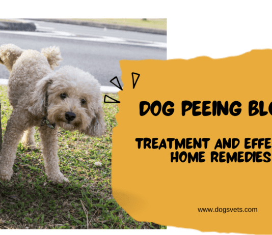 Dog Peeing Blood But Acting Normal: Treatment and Home Remedies Dog Peeing Blood But Acting Normal: Treatment and Effective Home Remedies