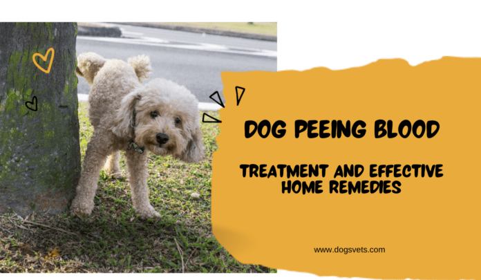 狗尿血但行为正常：治疗和有效的家庭疗法