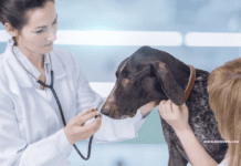 Dementia in dogs: What Happens When a Dog Has Dementia? What Happens When a Dog Has Dementia?