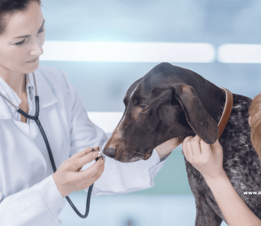 Dementia in dogs: What Happens When a Dog Has Dementia? What Happens When a Dog Has Dementia?