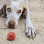 Blind Dog Treatment: What Can Make a Dog Go Blind Overnight Blind Dog Treatment: What Can Make a Dog Go Blind Overnight