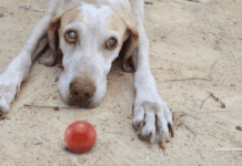 Blind Dog Treatment: What Can Make a Dog Go Blind Overnight Blind Dog Treatment: What Can Make a Dog Go Blind Overnight