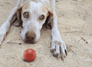 Blind Dog Treatment: What Can Make a Dog Go Blind Overnight Blind Dog Treatment: What Can Make a Dog Go Blind Overnight