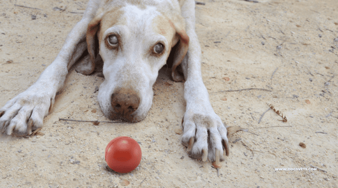 טיפול בכלב עיוור: מה יכול לגרום לכלב להתעוור בן לילה