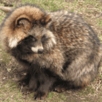 Raccoon Dogs: An Intriguing and Enigmatic Species