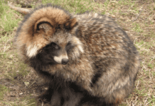 Raccoon Dogs: An Intriguing and Enigmatic Species Raccoon Dogs: An Intriguing and Enigmatic Species