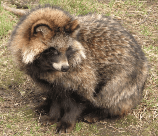 Raccoon Dogs: An Intriguing and Enigmatic Species Raccoon Dogs: An Intriguing and Enigmatic Species
