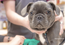 5 Effective Ways to Ease Your Dog’s Joint Pain 5 Effective Ways to Ease Your Dog’s Joint Pain