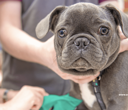 5 Effective Ways to Ease Your Dog’s Joint Pain 5 Effective Ways to Ease Your Dog’s Joint Pain