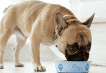 How Whole Foods Makes the Best Kidney Dog Food How Whole Foods Makes the Best Kidney Dog Food