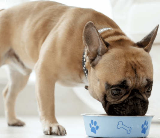 How Whole Foods Makes the Best Kidney Dog Food How Whole Foods Makes the Best Kidney Dog Food