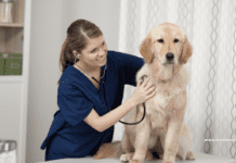 How to Check a Dog’s Pulse: A Comprehensive Guide How to Check a Dog's Pulse: A Comprehensive Guide