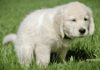 Most Common Dog Potty Problems and Solutions Most Common Dog Potty Problems and Solutions